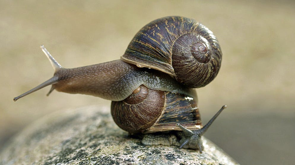 Forscher Konnen Dank Weinbergschnecke Jeremy Ein Ratsel Losen