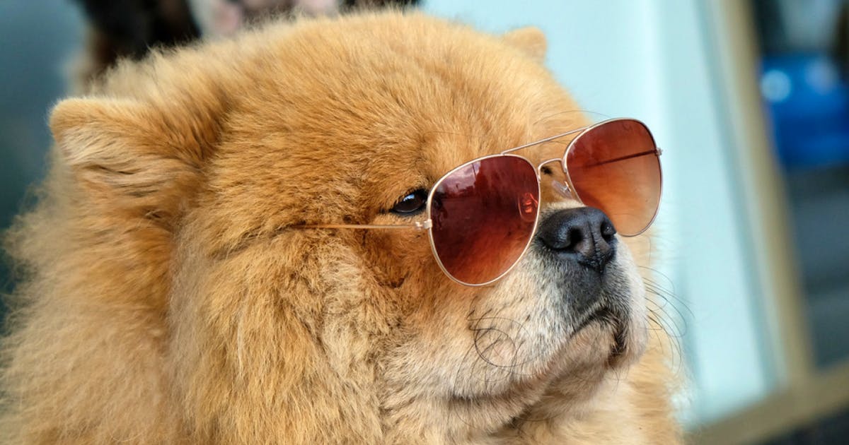 Wie alt ist mein Hund? 16 x ln (x)+ 31!
