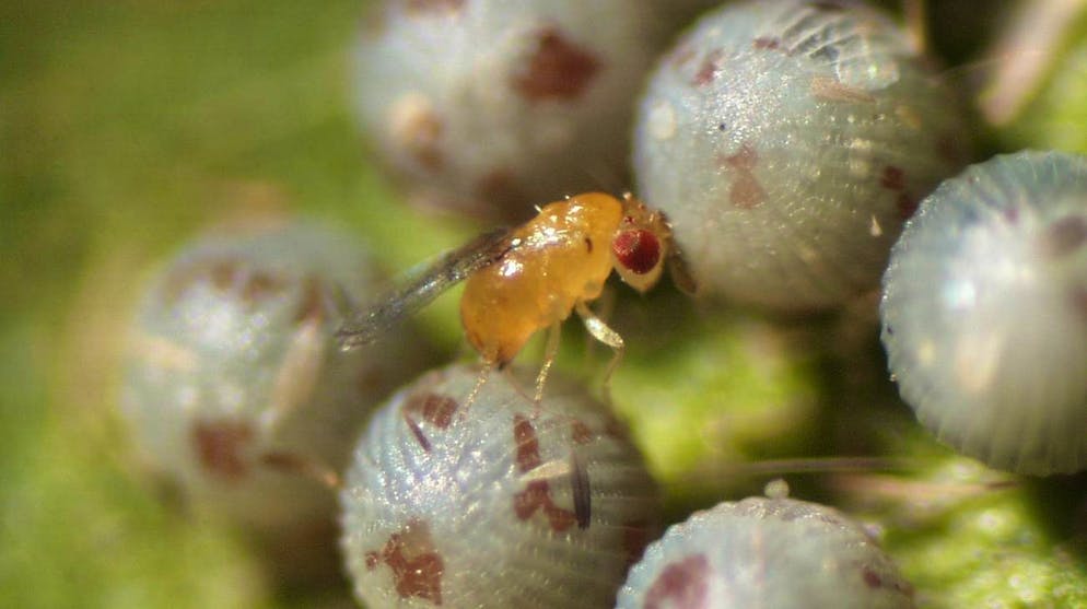 Immagine d'illustrazione