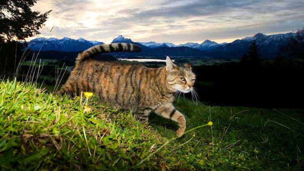 Das Büsi braucht Freiheiten: Eine Katze streift vor dem Panorama der Alpen im Sonnenaufgang über eine Wiese.