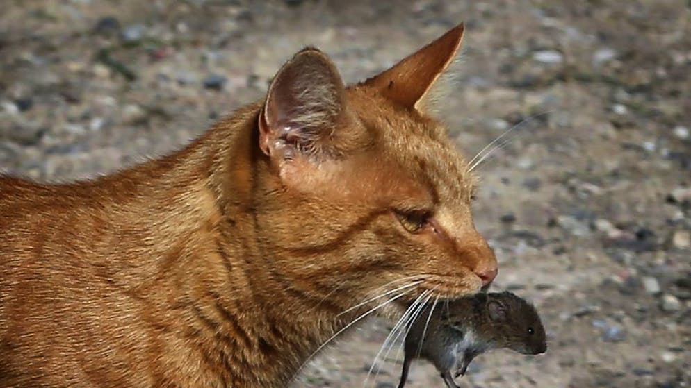 Eine Maus als Zeichen der Zuneigung: Ihren Jagdisnstinkt haben Katzen bis heute nicht abgelegt.