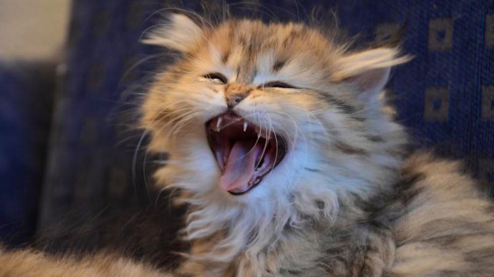 Wild und zahm – Katzen haben nicht nur sieben Leben, sondern pflegen auch mindestens ebenso viele Eigensinnigkeiten.