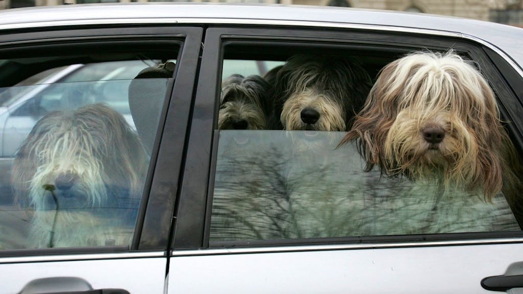 Wie man auch ängstliche Hunde ins Auto bekommt