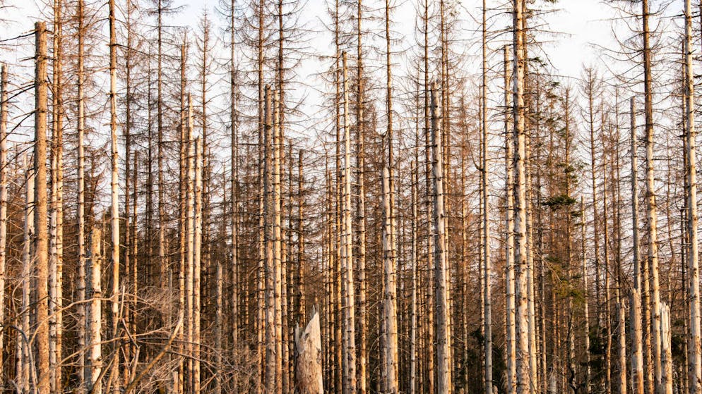 La siccità del 2018 ha provocato danni duraturi ai boschi, che ora sono ora più soggetti agli attacchi del bostrico o dei funghi.