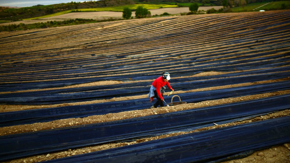 La maggior parte dei nuovi positivi sono collegati ad attività di raccolta della frutta.