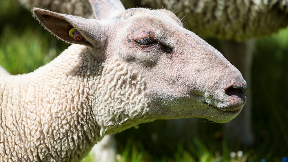 La polizia del canton Vaud ha arrestato un ladro che negli ultimi quattro anni ha rubato un centinaio di animali fra pecore, capre, polli e tartarughe.