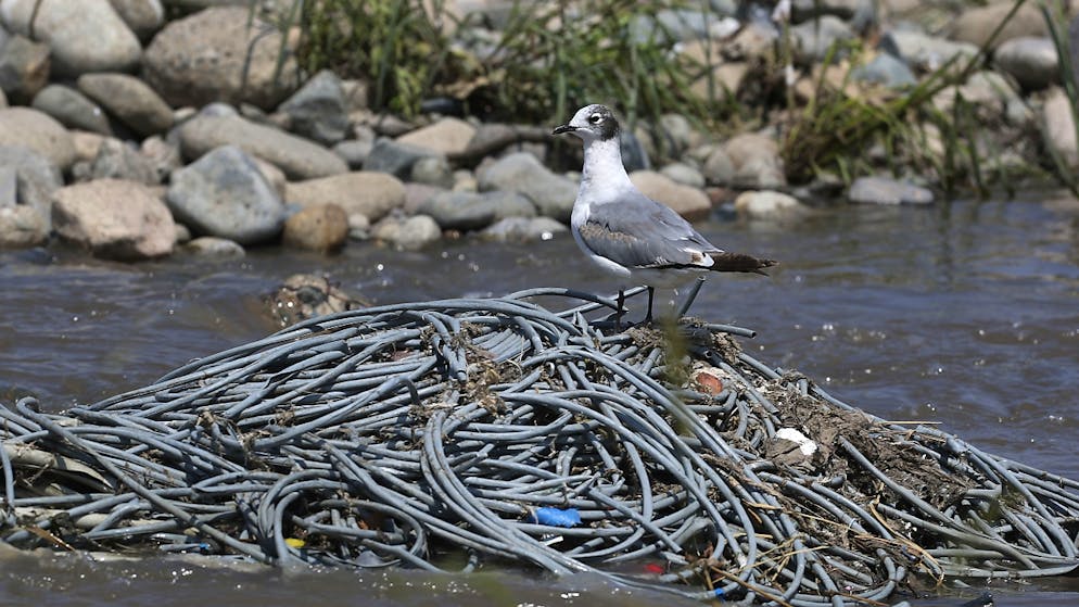 La quantità di plastica che finisce negli oceani potrebbe triplicarsi entro il 2040, raggiungendo un peso complessivo di 600 milioni di tonnellate, equivalenti a quello di oltre 3 milioni di balenottere azzurre.