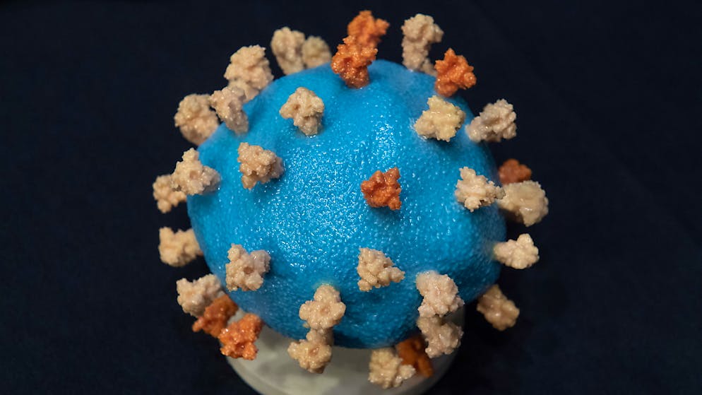 Un modello del Covid-19, il virus che tiene in scacco il pianeta.