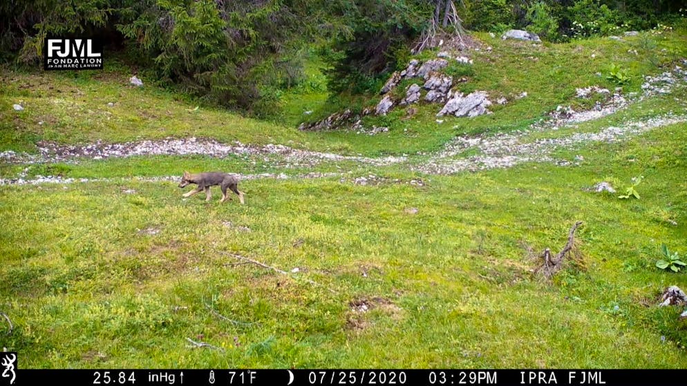 Cinque nuovi lupacchiotti nella regione di Marchairuz (VD)