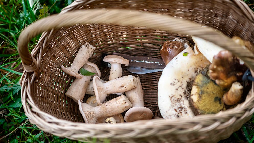 2019 da record per le autorità bernesi preposte al controllo dei funghi.