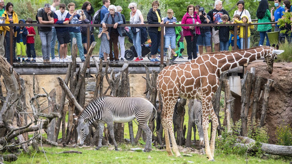 Die neue Lewa-Savanne zieht Tausende Menschen in den Zoo Zürich.