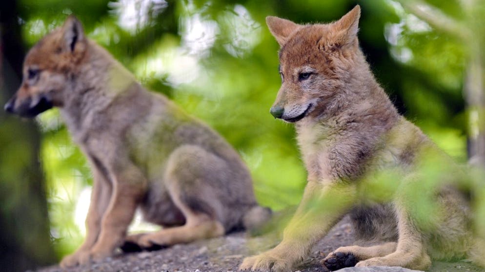 Almeno quattro cuccioli sono nati in un branco di lupi che vive sulle alture di Vionnaz e Vouvry, nella parte del Vallese vicino al lago Lemano.