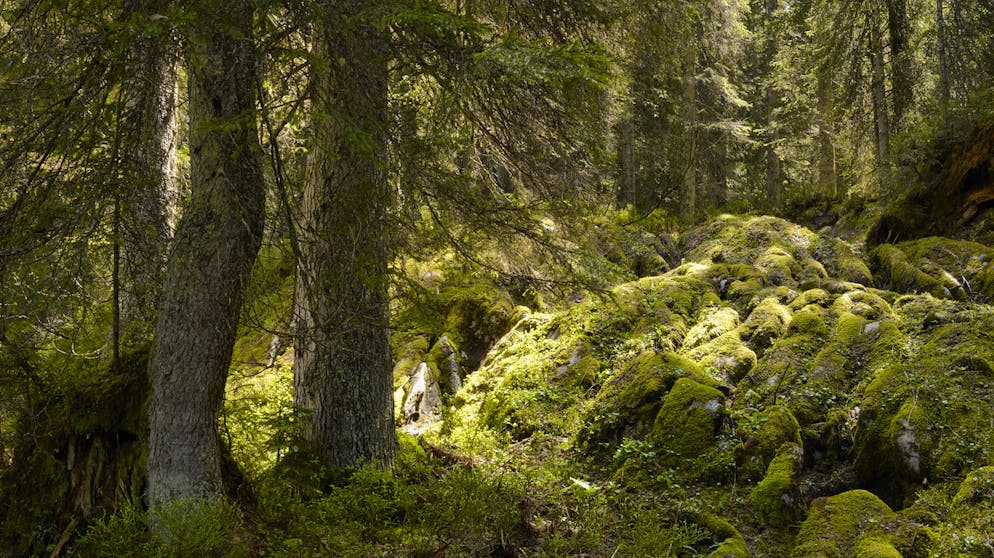 Rund ein Sechstel der Schweiz gilt immer noch als Wildnis – wie beispielsweise der Bödmerenwald im Muotatal.