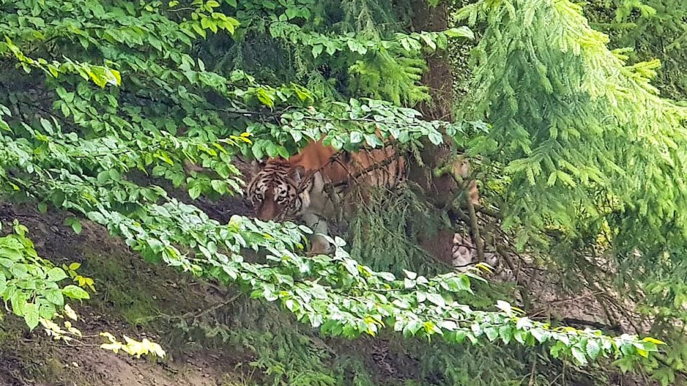 Tigerin tötet Tierpflegerin im Zoo Zürich. Die Amurtigerin Irina im Tigergehege des Zoo Zürich im Juli 2019. Am Samstag verletzte sie eine Tierpflegerin tödlich.