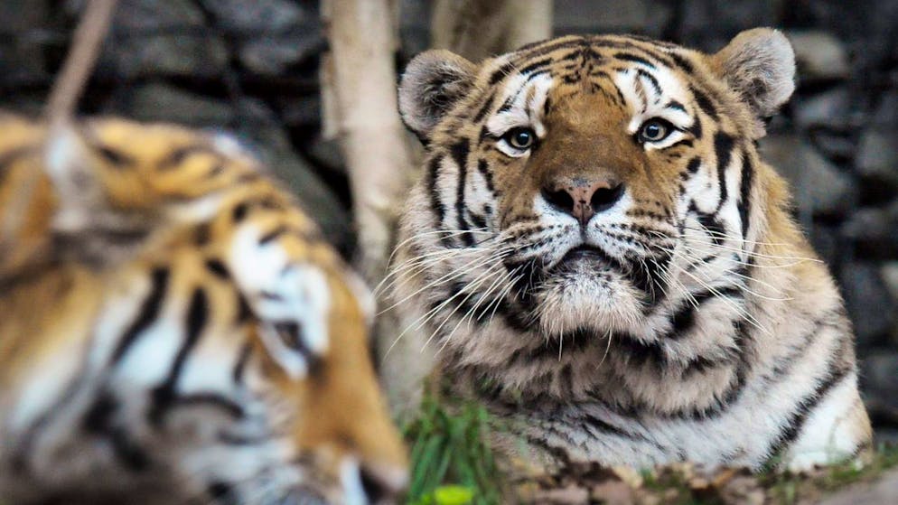 Un incidente si è verificato questo pomeriggio nel recinto delle tigri dello zoo di Zurigo. Immagine d'archivio.