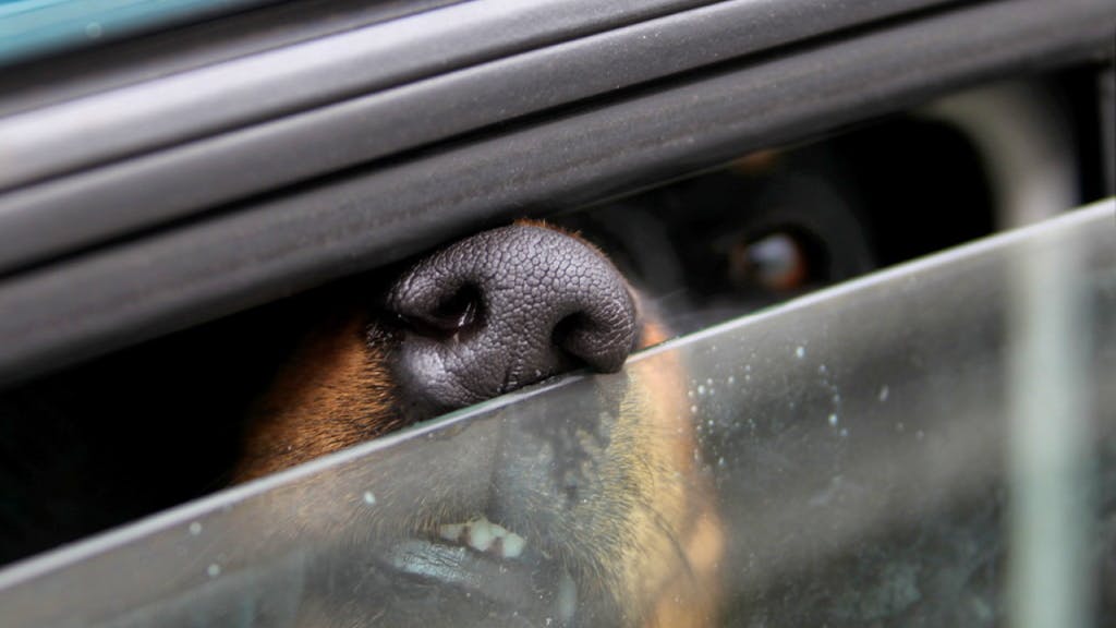 Darf ich Autoscheibe einschlagen?. So schnell wird es für Hunde im heissen Auto gefährlich