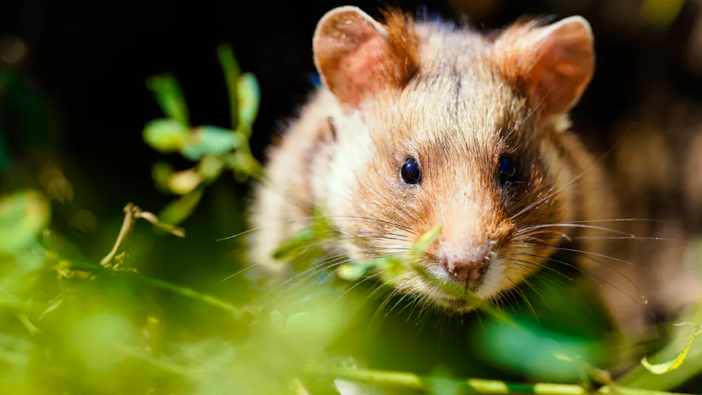 Artenschutz. Hamster sind nun überall vom Aussterben bedroht