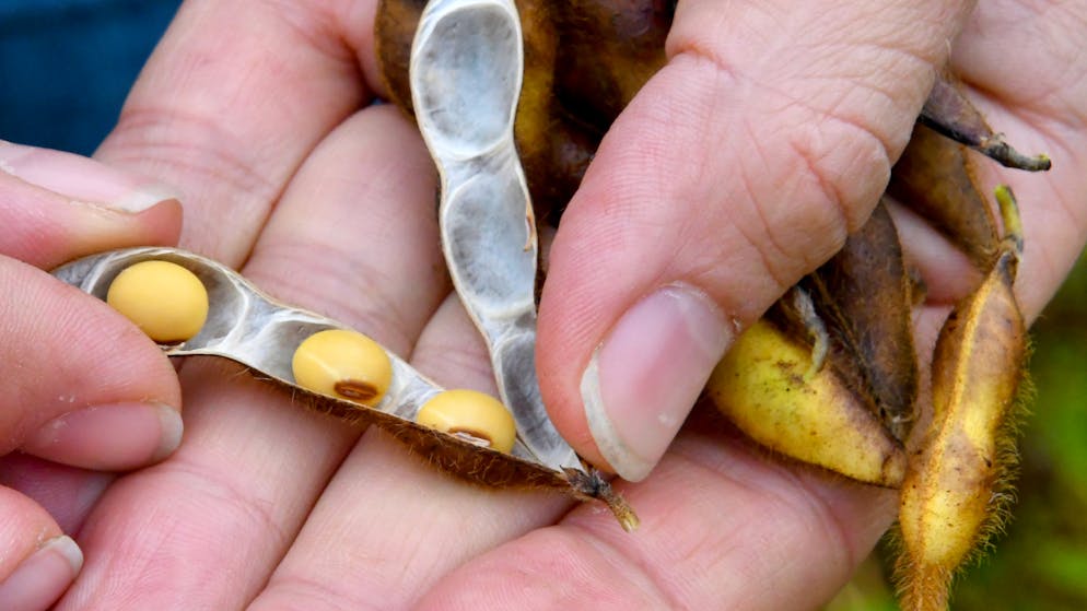 Soia importata in Svizzera sempre più sostenibile (foto simbolica)