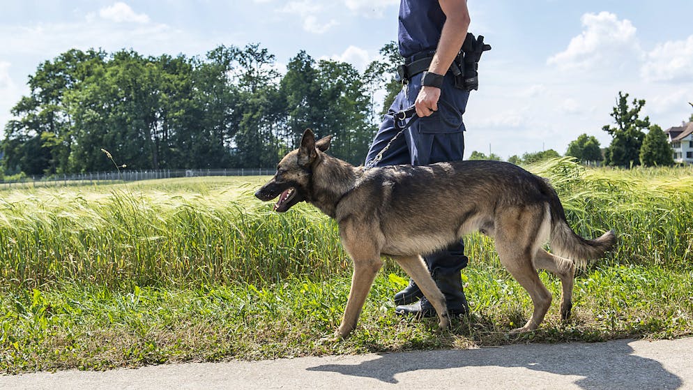 Ein Schäferhund hat im Thurgau einen Velofahrer gebissen: Der Halter fühlte sich unschuldig (Symbolbild)