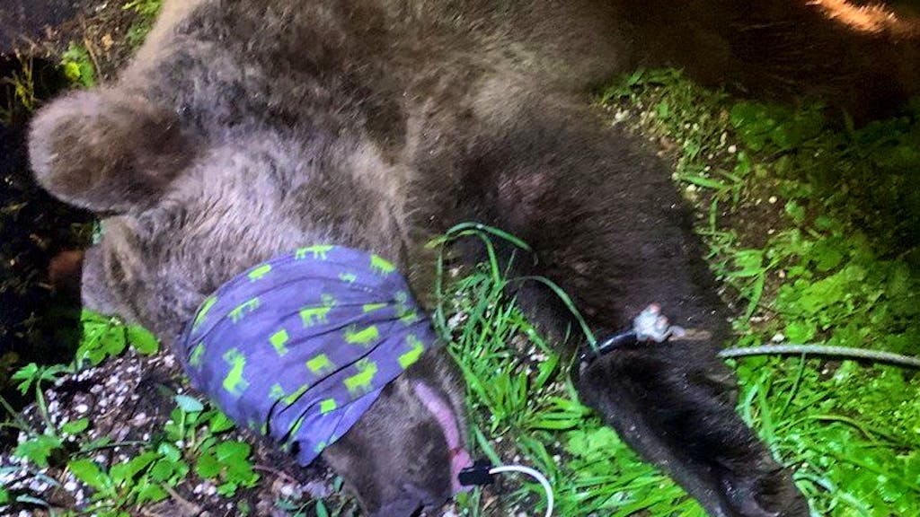 Raubtier überwältigt. Keine Scheu vor Menschen – Bär greift Polizisten im Trentino an