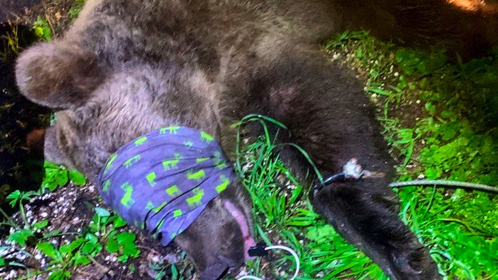 Wenig Scheu vor Menschen: Der Bär, der in den italienischen Alpen einen Polizisten attackierte, war den Behörden schon mehrmals aufgefallen.