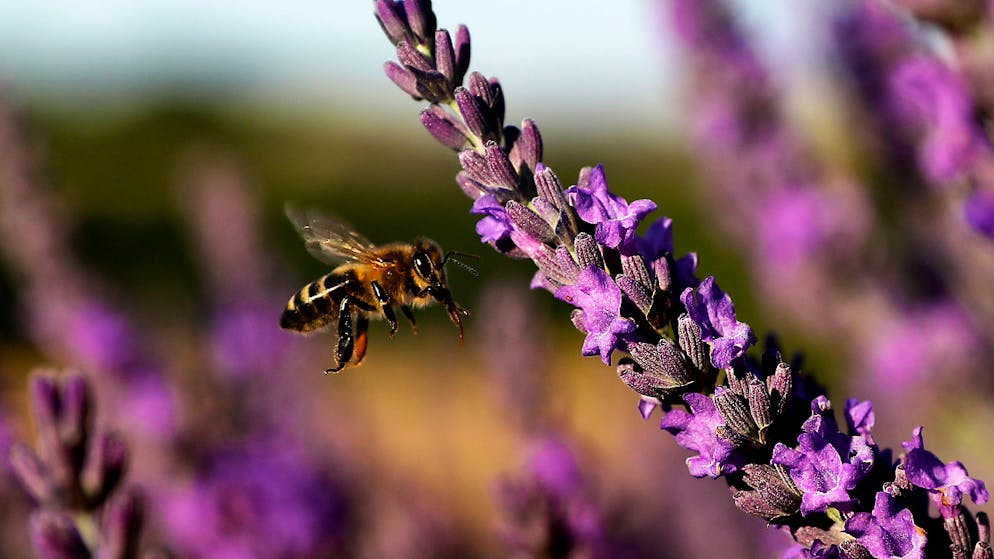 In der Schweiz fliessen milliardenschwere Beträge in biodiversitätsschädigende Subventionen. (Symbolbild)