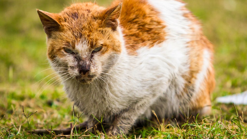 300'000 streunende Tiere. Kommt in der Schweiz jetzt die Kastrationspflicht für Katzen?