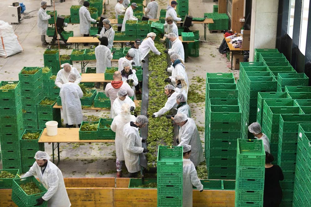 Medropharm employees process the harvest of CBD hemp plants in a hall in Kradolf-Schoenenberg, Canton of Thurgau, Switzerland, on October 3, 2018. The employees separate the flowers from the branches, pluck the leaves off and lay the hemp flowers in boxes for drying. Medropharm specialises in the extraction, production and marketing of pharmaceutical grade cannabinoids and cannabinoid-containing products. (KEYSTONE/Gaetan Bally)
