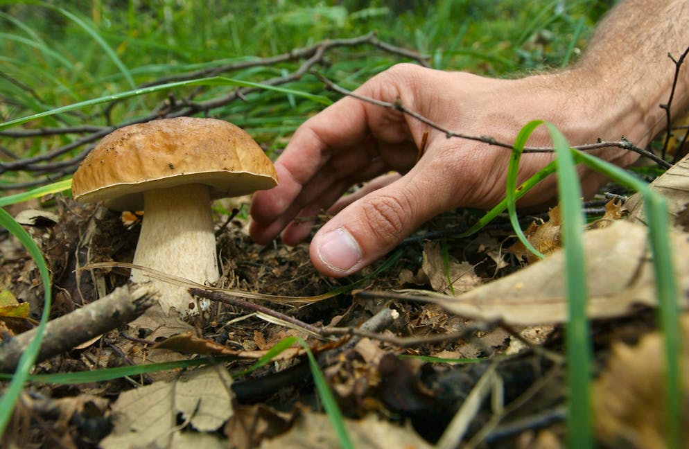 Immagine d'illustrazione