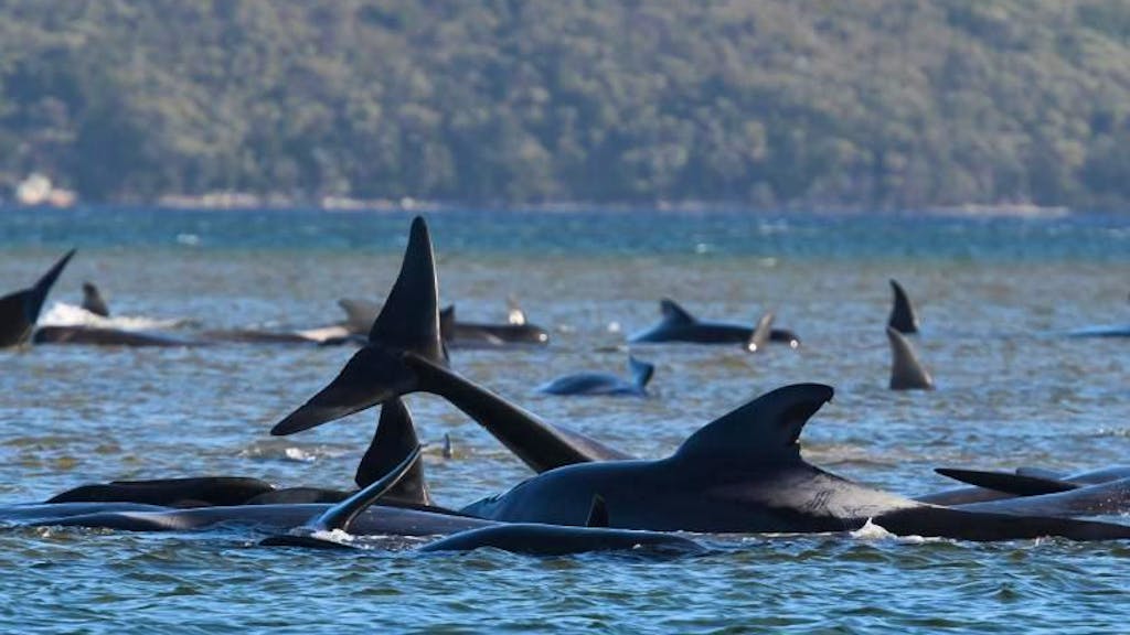 Australien. «Walfriedhof» vor Tasmanien: Hunderte Grindwale tot