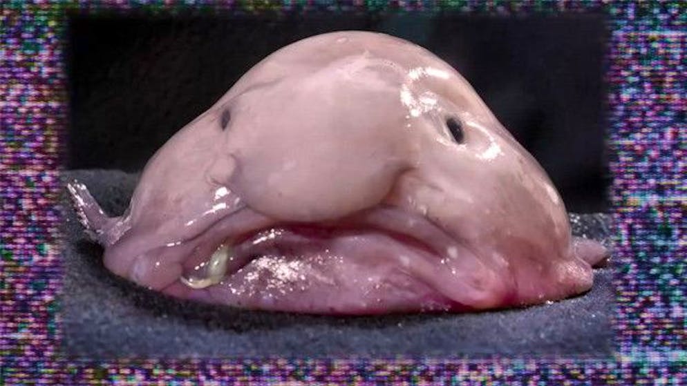 Das offiziell hässlichste Tier der Welt: Blobfisch.
