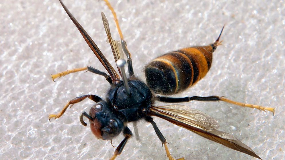 Observé à Torgon. Le frelon asiatique atteint le Valais