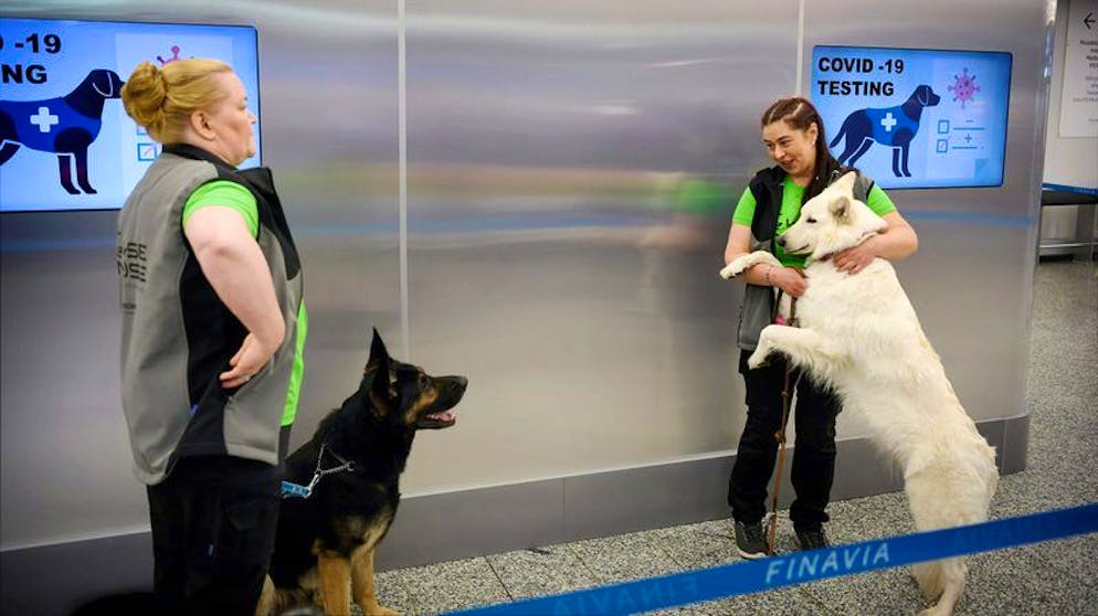 Die Spürhunde Valo (l) und E.T. stehen mit ihren Trainern während einer Pressekonferenz hinter einer Absperrung am Flughafen Helsinki-Vantaa.