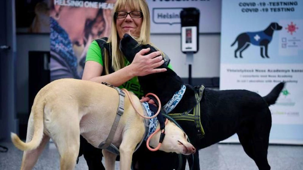 Die Covid-19-Spürhunde K'ssi (l) und Miina sollen in Helsinki Corona-Infektionen bei Menschen erschnüffeln, noch bevor diese Symptome zeigen.