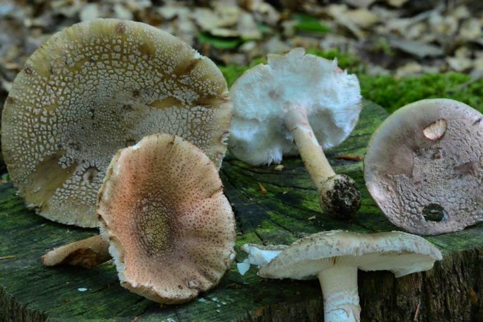Attention, les applis cueillent parfois les champignons toxiques. Les applis de reconnaissance ne sont pas suffisamment fiables pour répondre à cette question en toute sécurité, met en garde l'agence sanitaire Anses qui rapporte des cas d'intoxication «favorisés» par ces services sur smartphone