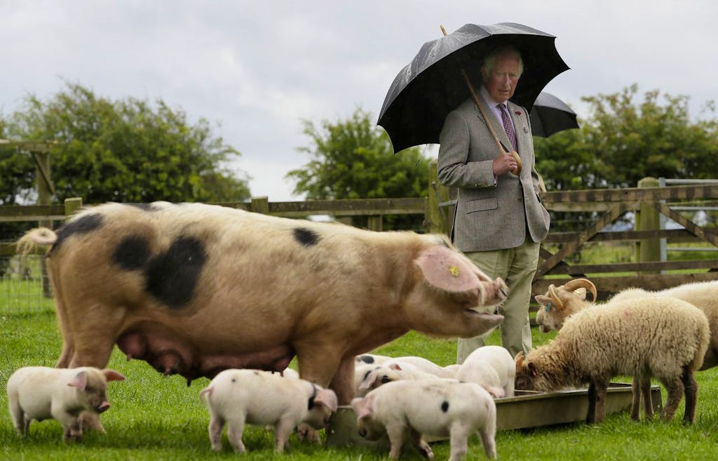 Britain's Prince Charles, looks at a Gloucestershire Old Spot pig with her piglets during a visit to Cotswold Farm Park in Guiting Power near Cheltenham, England, Wednesday, July 1, 2020. The visit to Cotswold Farm Park highlights the important work that these farm parks do in preserving British native breeds, encouraging visitors to return to them when they re-open and go back regularly throughout the year to watch the animals change and grow. (AP Photo/Kirsty Wigglesworth, pool)