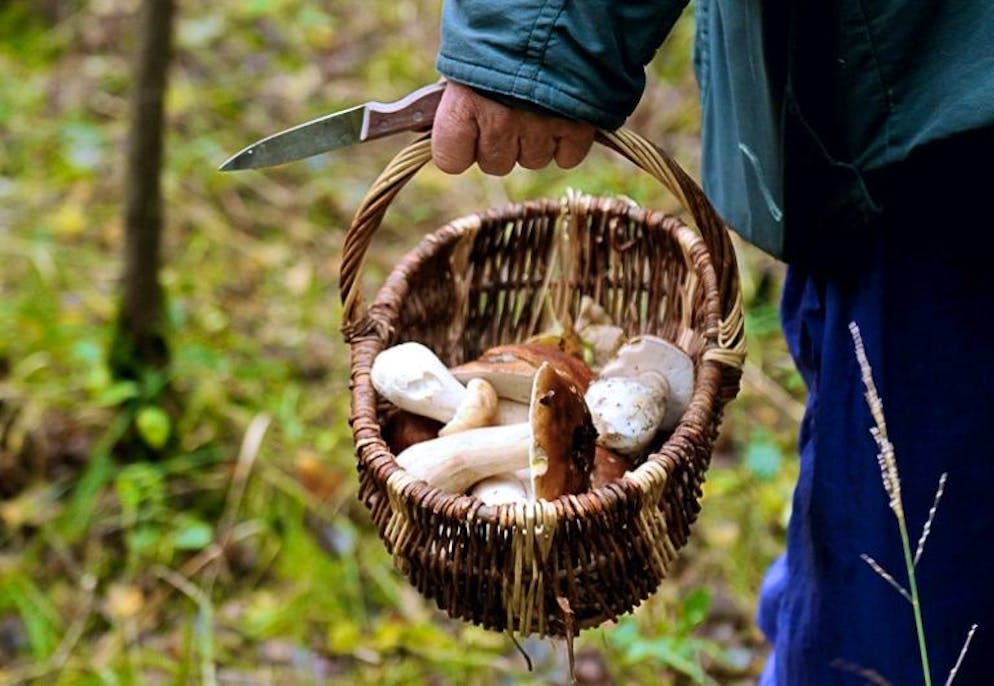 Attention, les applis cueillent parfois les champignons toxiques. Les applis de reconnaissance ne sont pas suffisamment fiables pour répondre à cette question en toute sécurité, met en garde l'agence sanitaire Anses qui rapporte des cas d'intoxication «favorisés» par ces services sur smartphone