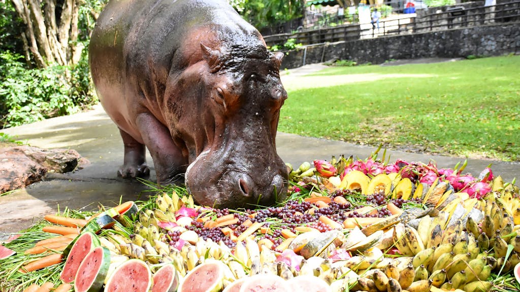 Thailand. Thailands älteste Hippo-Dame Mae Mali feiert Geburtstag mit Torte
