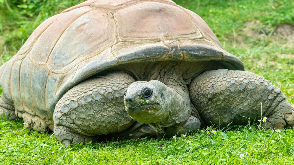 Seychellen-Riesenschildkröten werden normalerweise rund 150 Jahre alt. (Symboldbild)