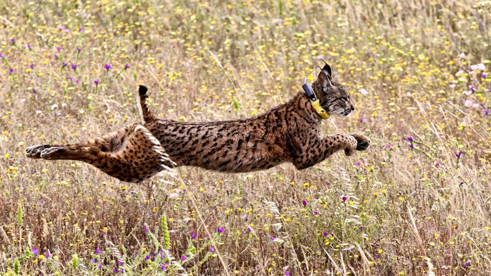 Grandi predatori. La lince sempre più presente nell'Altipiano svizzero
