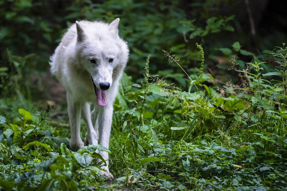 Un Loup arctique est visible au Zoo de Servion le jeudi 16 juillet 2020 a Servion. (KEYSTONE/Jean-Christophe Bott)