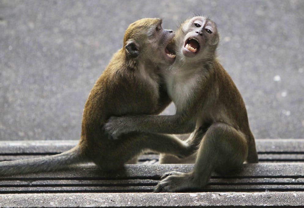 Two long tailed-macaque monkeys play on the steps at the Batu Caves, the sacred place for Hindus in Malaysia, 13 kilometers (8 miles) north of Kuala Lumpur, Malaysia, Wednesday, Aug. 18, 2010. The caves are one of the most popular Hindu shrines outside India, dedicated to Lord Murugan. (AP Photo/Mark Baker)