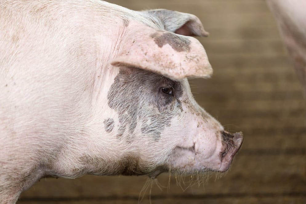 Un cochon dans une porcherie avant de la conference de presse pour l'inscription du Jambon de la Borne et du Boutefas au registre des AOP (appellation d'origine protegee) ce lundi, 7 juin 2021 a Salavaux. (KEYSTONE/Cyril Zingaro)