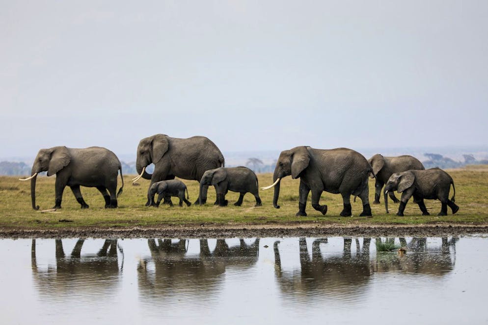 epa08599750 A herd of Elephants walk along the edge of a water point while grazing, on World Elephant Day inside the Amboseli National Park, in southern Kenya, 12 August 2020. World Elephant Day is celebrated on 12 August annually. EPA/Daniel Irungu