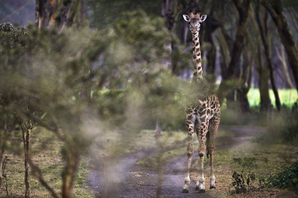 epa03136581 (36/44) A giraffe infant stands in the drizzle on Crescent Island in Lake Naivasha, Kenya, 18 February 2012. Flourished with flora and fauna, Kenya has over 1,000 species of birds, 261 mammals, and 6,500 species of plants. Wildlife plays a major role in Kenya's socioeconomic development, serving as one of the major drawing cards for the tourism which is Kenya's largest source of foreign currency revenue. However, the human-wildlife conflict has been a serious obstacle to wildlife conservation in Kenya. Some parks and their ecosystems were hit hard by the recent prolonged drought which resulted in massive deaths of herbivorous animals such as zebras, elephants and buffaloes. This in turn created a shortage of food for carnivores such as lions and hyenas. Kenya is tasked with a hard and indispensable mission- conserving the wildlife which is of immeasurable socioeconomic value to the country, but also of cultural and aesthetic value not only to Kenya itself but to the rest of the world. EPA/DAI KUROKAWA PLEASE SEE ADVISORY epa03136545 FOR FULL FEATURE TEXT