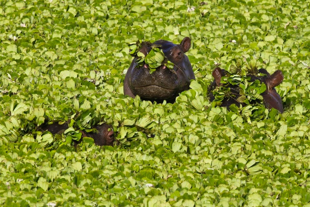 epa03136556 (11/44) Hippopotamuses are covered by grass as they surface from a pond in the Maasai Mara National Reserve in southwestern Kenya, 12 February 2012. Flourished with flora and fauna, Kenya has over 1,000 species of birds, 261 mammals, and 6,500 species of plants. Wildlife plays a major role in Kenya's socioeconomic development, serving as one of the major drawing cards for the tourism which is Kenya's largest source of foreign currency revenue. However, the human-wildlife conflict has been a serious obstacle to wildlife conservation in Kenya. Some parks and their ecosystems were hit hard by the recent prolonged drought which resulted in massive deaths of herbivorous animals such as zebras, elephants and buffaloes. This in turn created a shortage of food for carnivores such as lions and hyenas. Kenya is tasked with a hard and indispensable mission- conserving the wildlife which is of immeasurable socioeconomic value to the country, but also of cultural and aesthetic value not only to Kenya itself but to the rest of the world. EPA/DAI KUROKAWA PLEASE SEE ADVISORY epa03136545 FOR FULL FEATURE TEXT