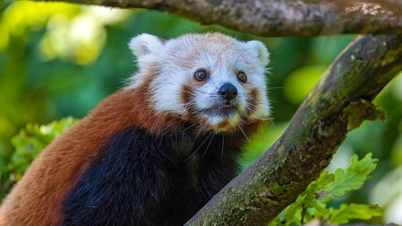Kleiner Roter Panda sucht Namen! – Zoo Berlin