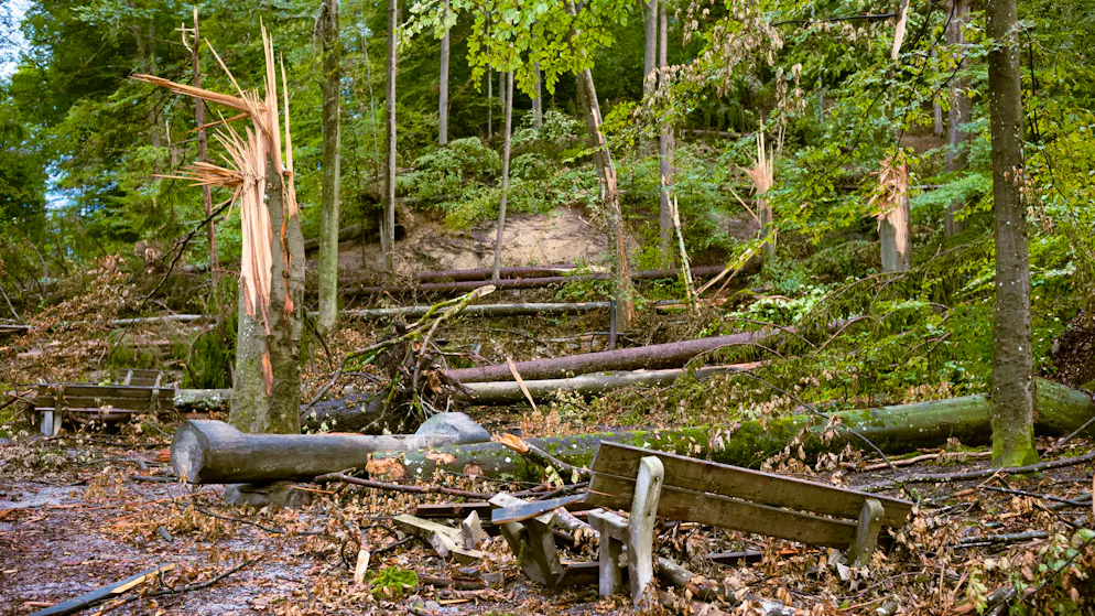 Kolumne. Geknickt sind die Bäume, geknickt bin ich