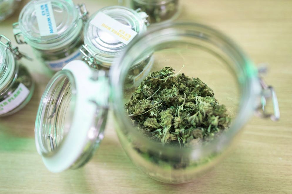 A glass with cannabis buds in the cannabis shop