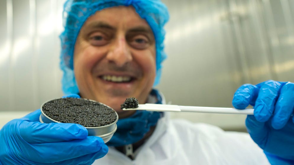 Foodnerds. Kaviar kommt vom Stör – und aus Frutigen im Berner Oberland